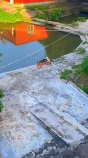 第一次见不会游泳的狗子