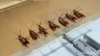 恐怖的 蟑螂 虐杀派对